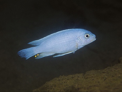 Maylandia chrysomallos 'Narungu'